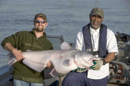 Column: Ken White: Catfish angling heats up during summer months